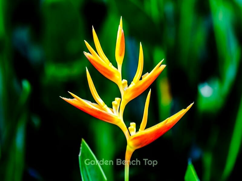 Orange Bird of paradise flower