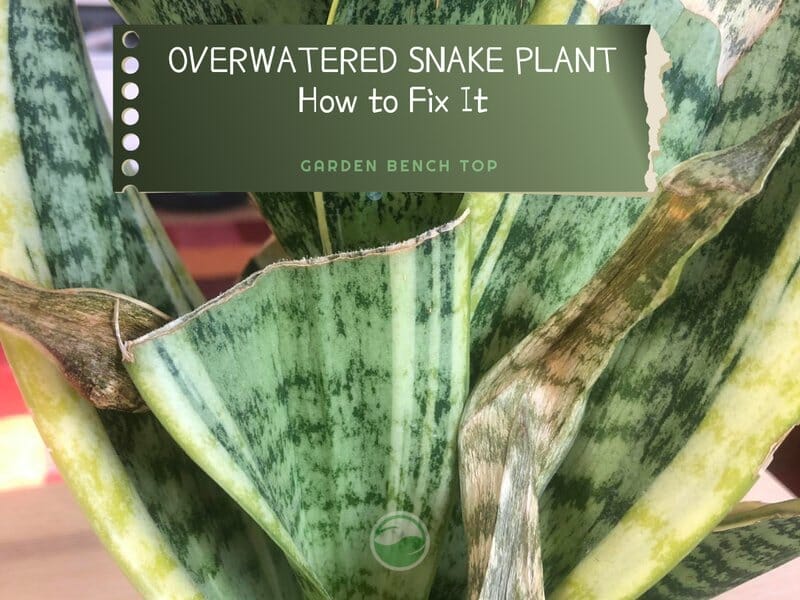 how to fix overwatered snake plant with droopy leaves