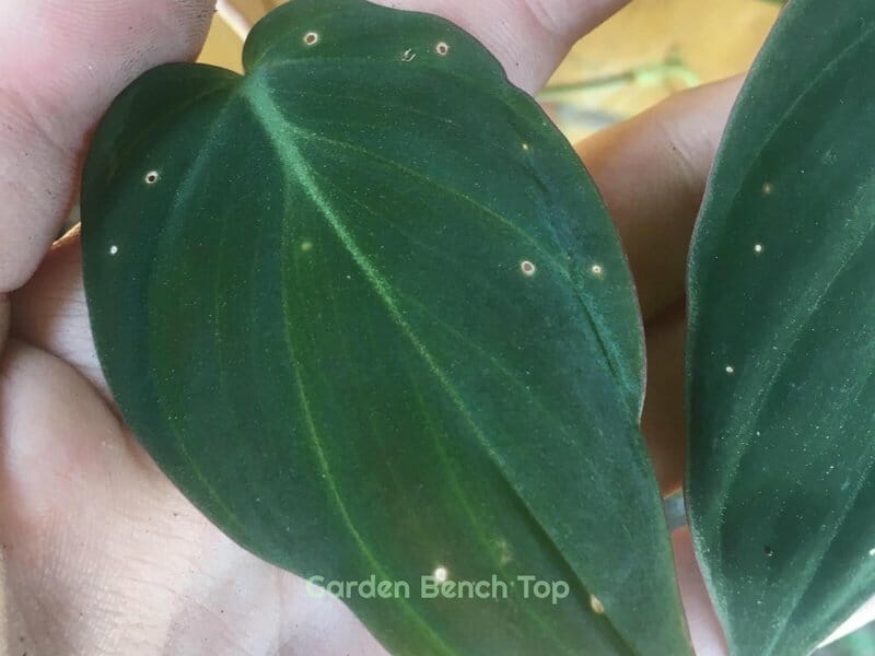 Pest holes in philodendron leaves