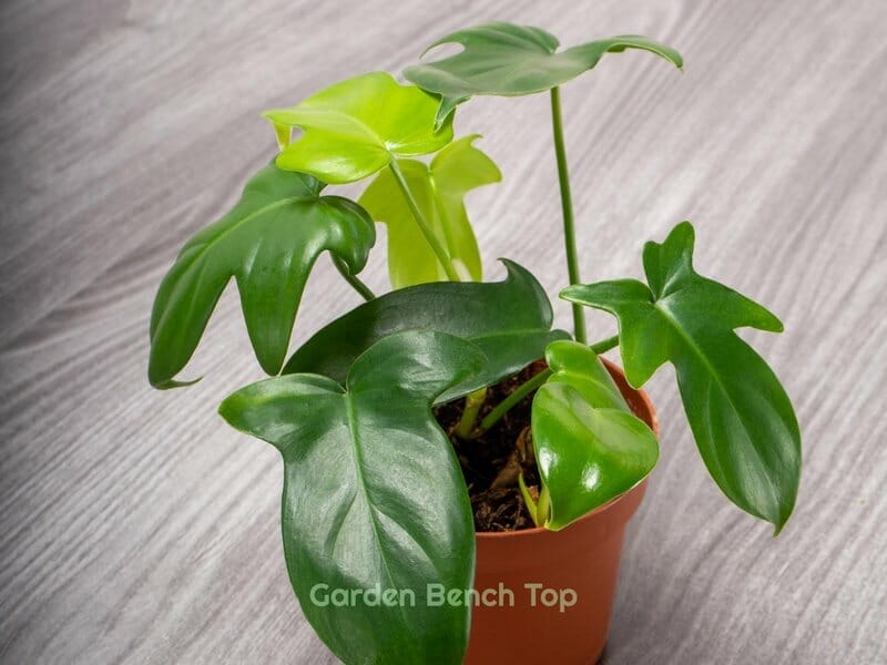 Philodendron in pot with low humidity conditions