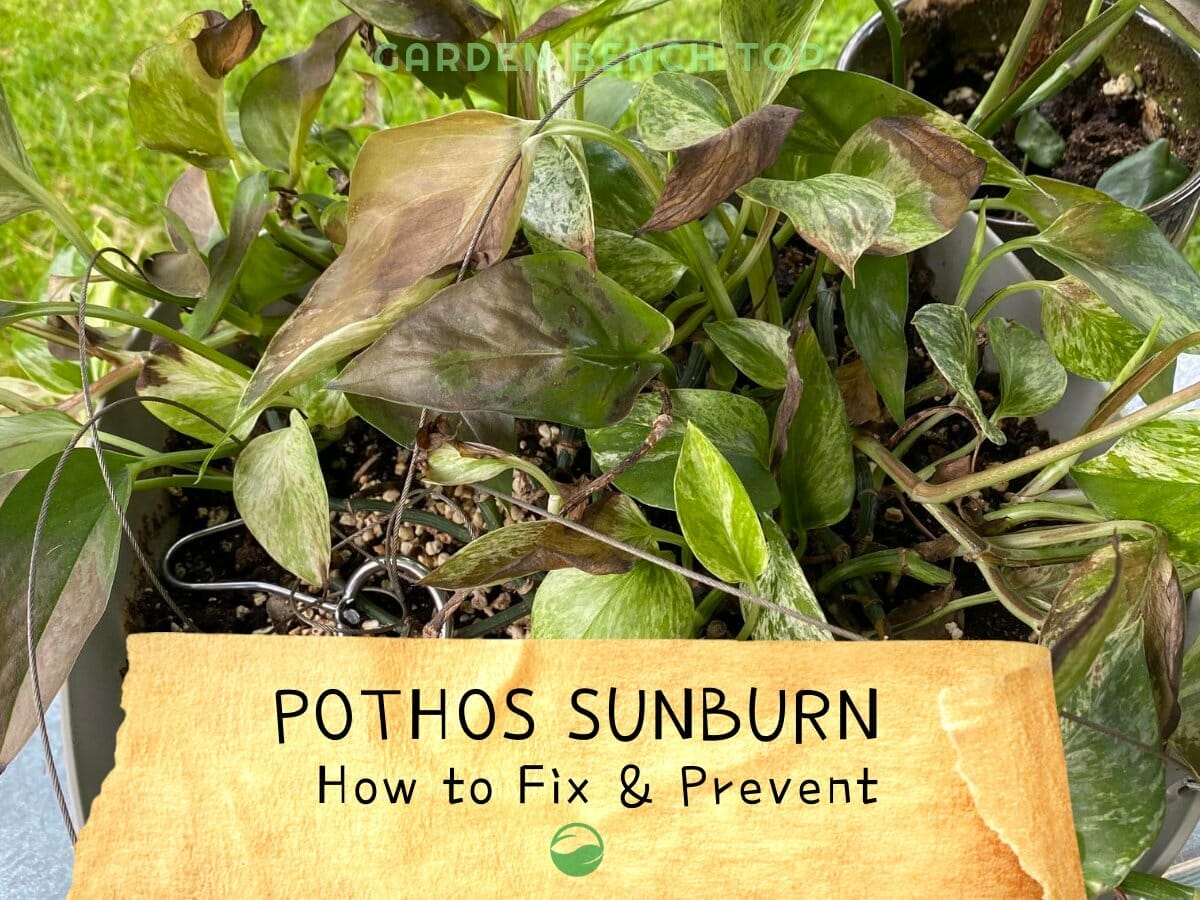 Pothos Sunburn Why it Happens + Guide on How to Fix