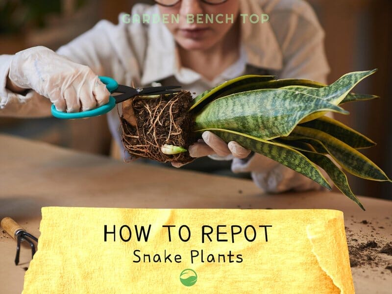 Repotting Snake Plant