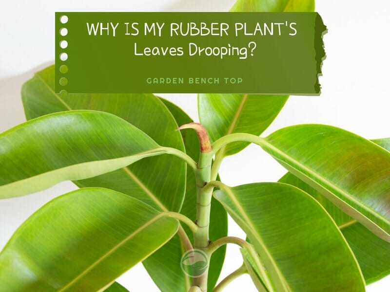 rubber plant leaves drooping