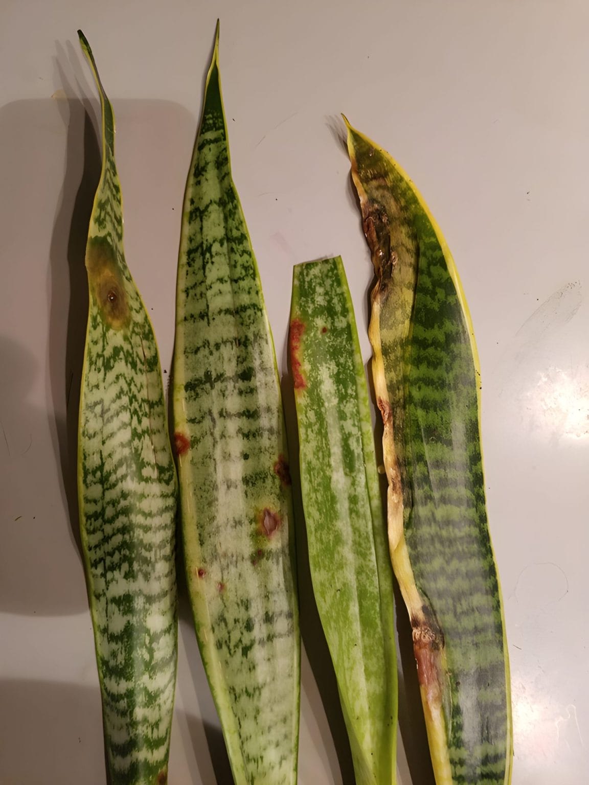 Common Snake Plant Disease (Identify and Treatment)