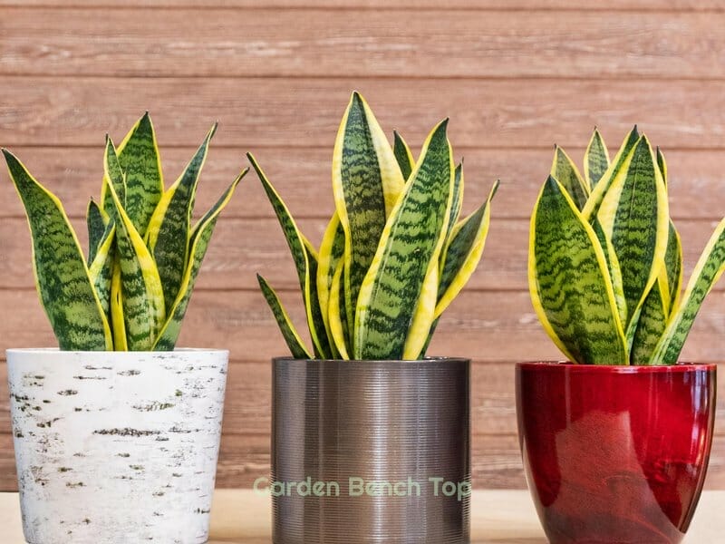snake plants releasing oxygen in the air
