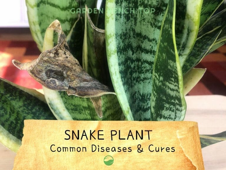 Snake Plant Disease