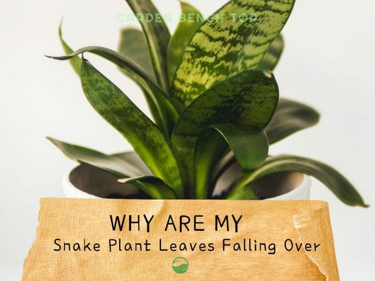 Snake Plant Leaf Falling Over cover