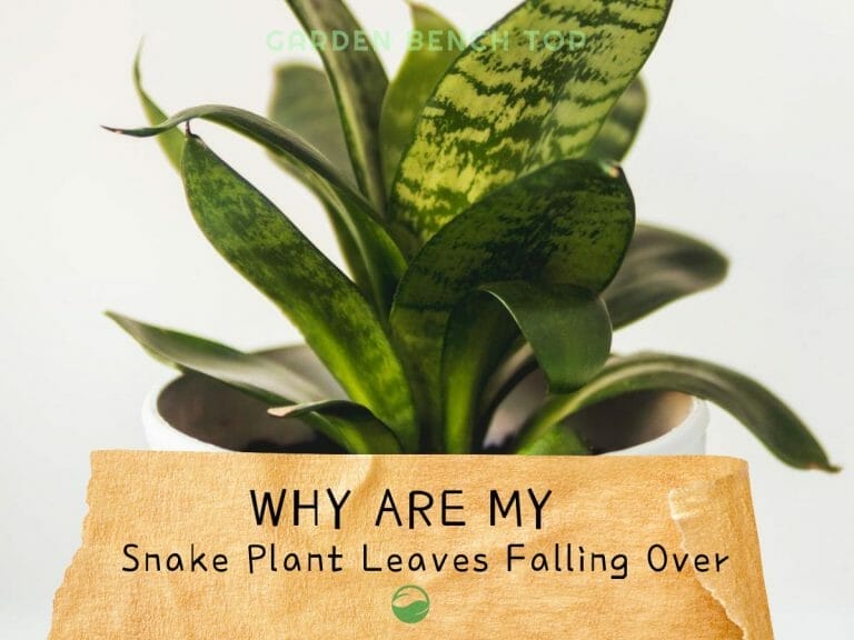 Snake Plant Leaf Falling Over