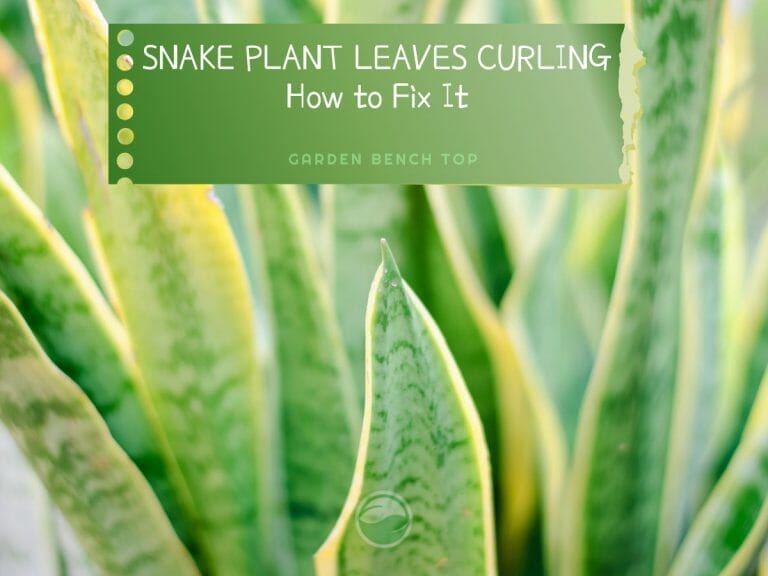 Snake Plant Leaves Curling