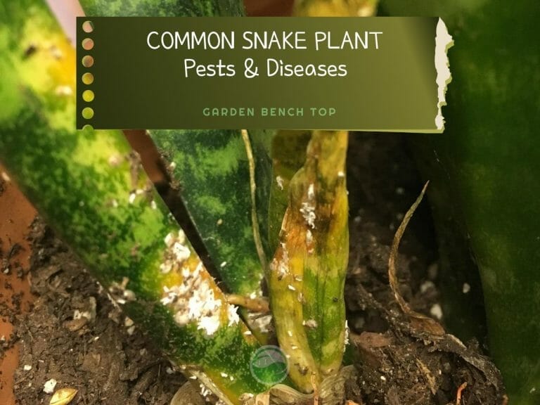 Snake Plant Pests and Diseases