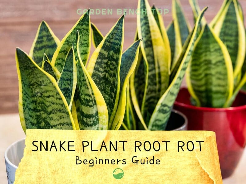 Snake Plant Root Rot