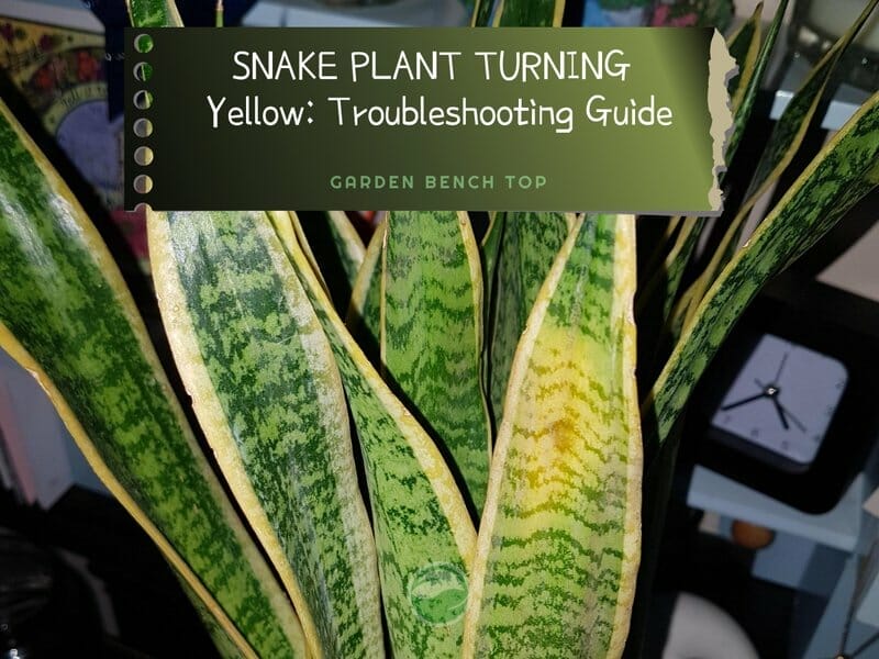 Snake Plant Turning Yellow