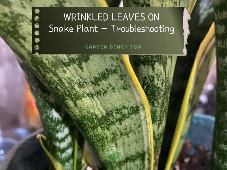 Snake Plant Wrinkled Leaves