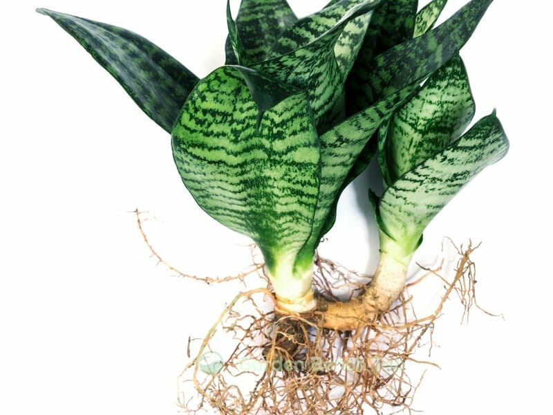 Snake Plant with roots
