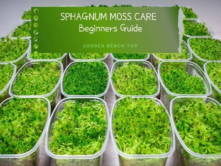 Sphagnum Moss Care cover