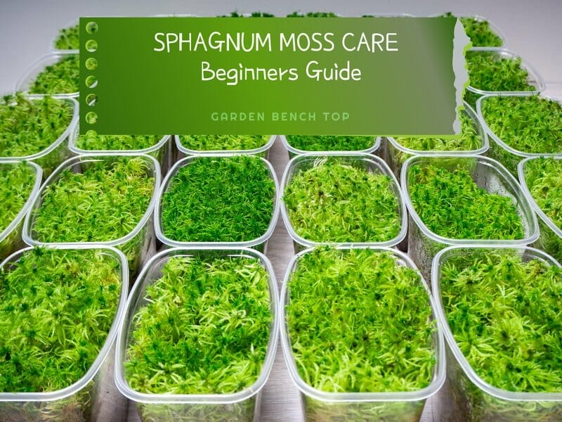 Sphagnum Moss Care