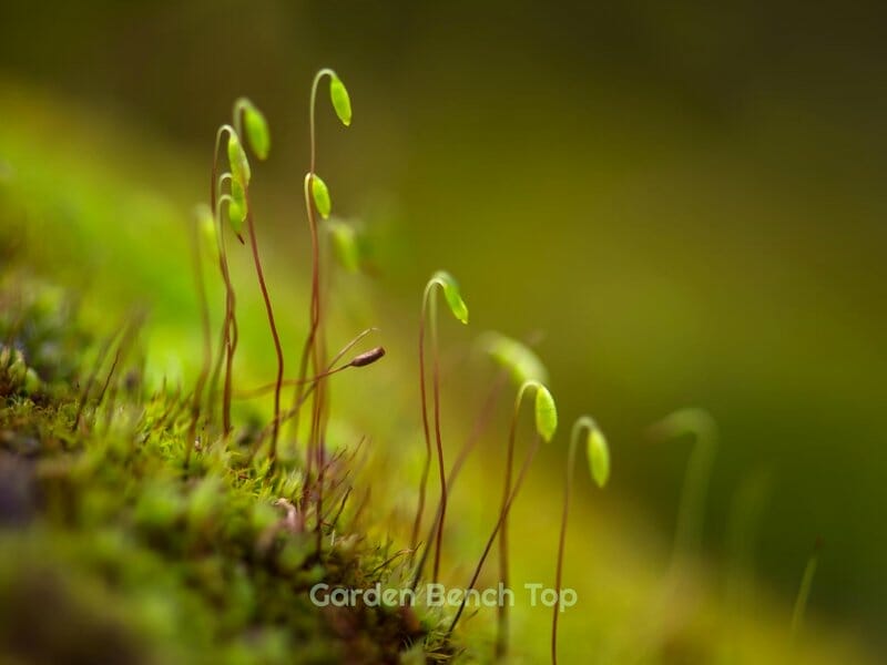 Sphagnum Moss Spores
