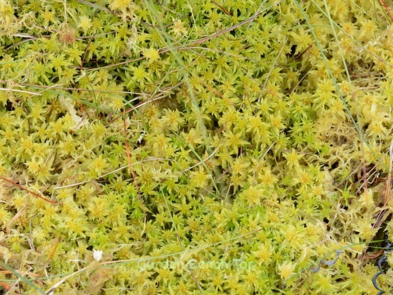 Sphagnum Moss Up close