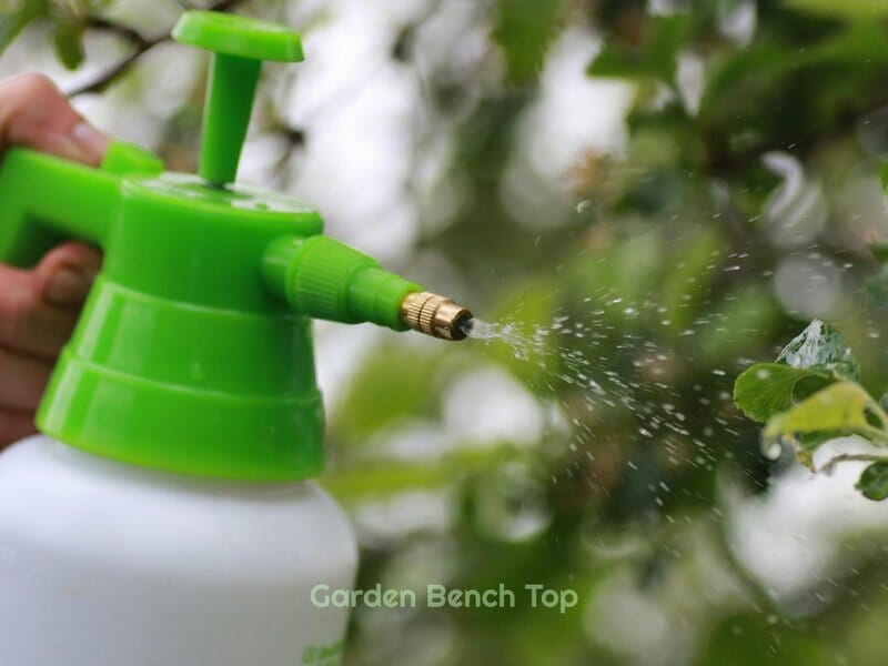 Spraying pasta water on garden