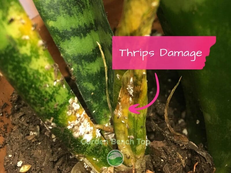 Thrips on snake plant