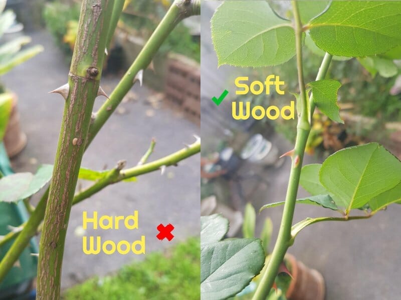 hard old wood vs soft new wood