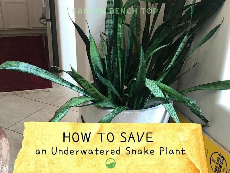 Underwatered Snake Plant