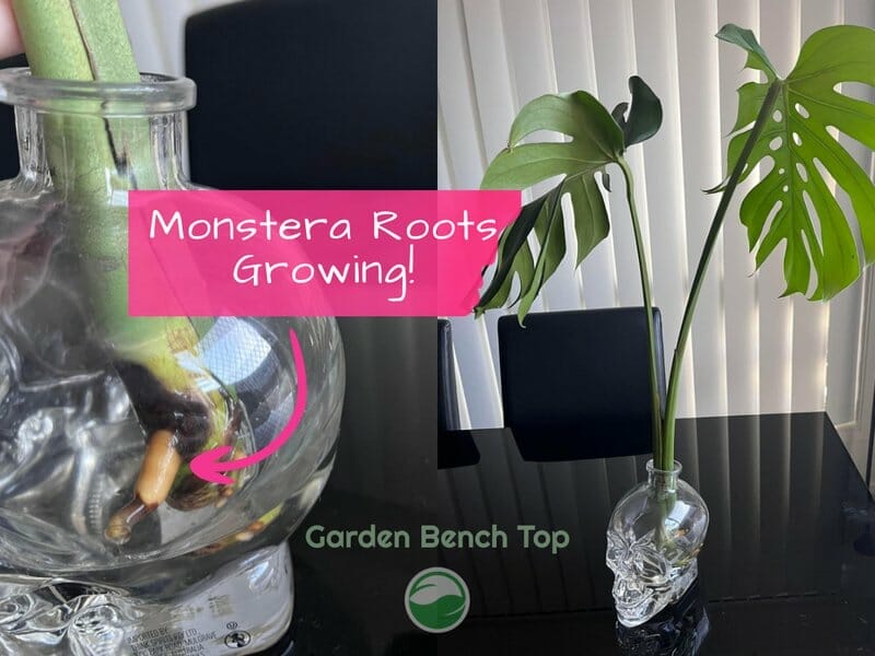 Water Propagating Broken Monstera Stem