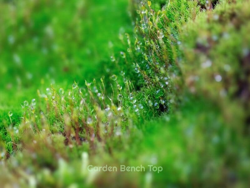 Wet Sphagnum Moss