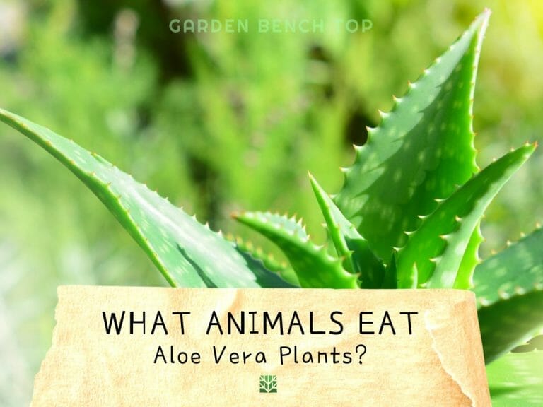 What Animals Eat Aloe Vera Plants cover