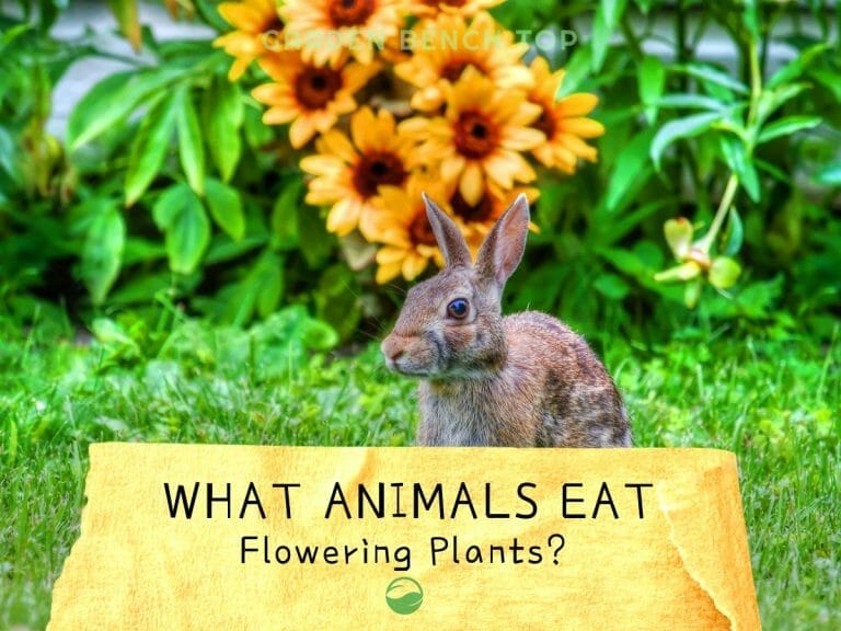 What Animals Eat Flowering Plants