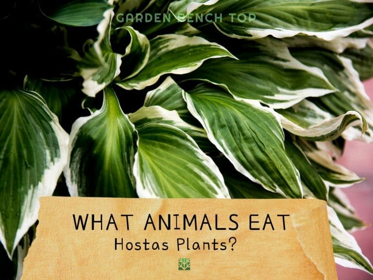 What Animals Eat Hostas Plants