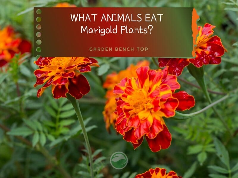 What Animals Eat Marigold Plants