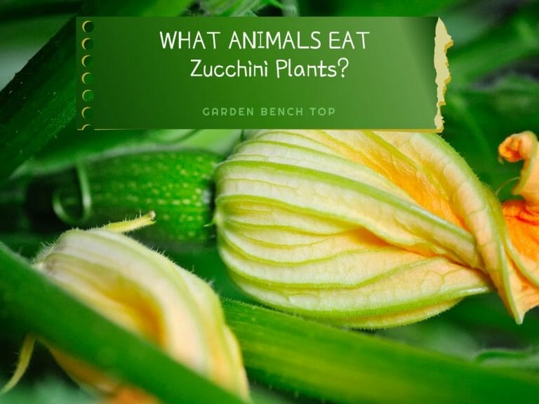 What Animals Eat Zucchini Plants cover