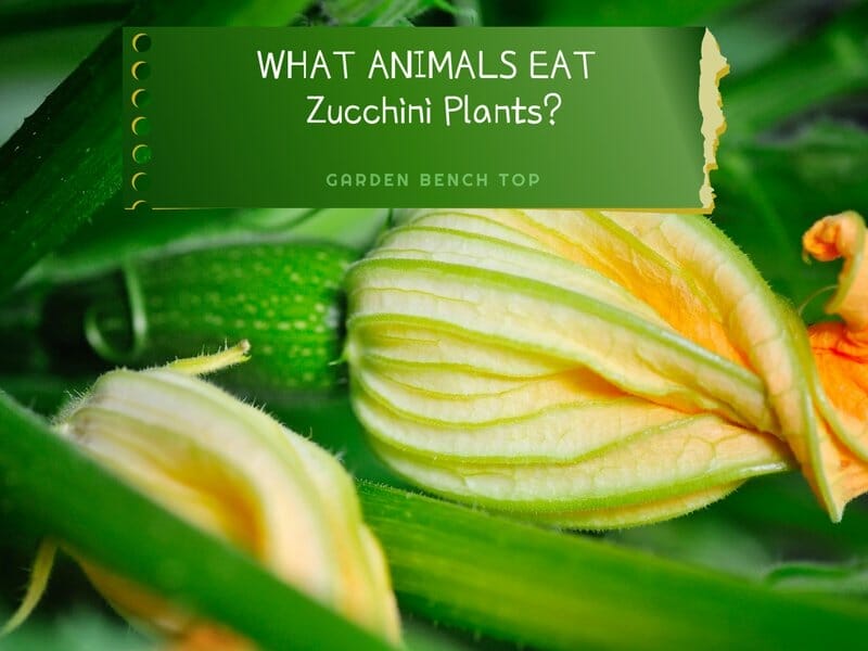 What Animals Eat Zucchini Plants