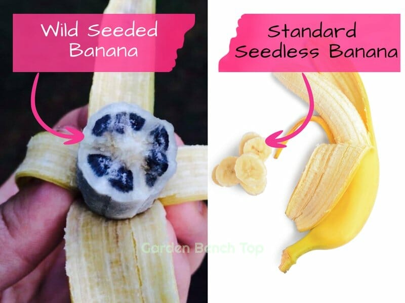 Wild Banana vs Standard Banana