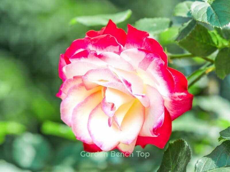 beautiful white and red rose