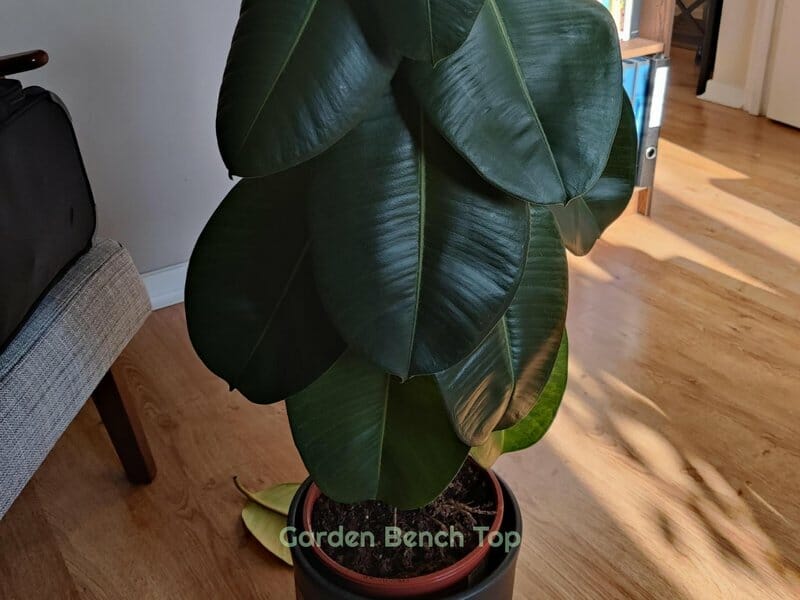 droopy rubber plant leaves