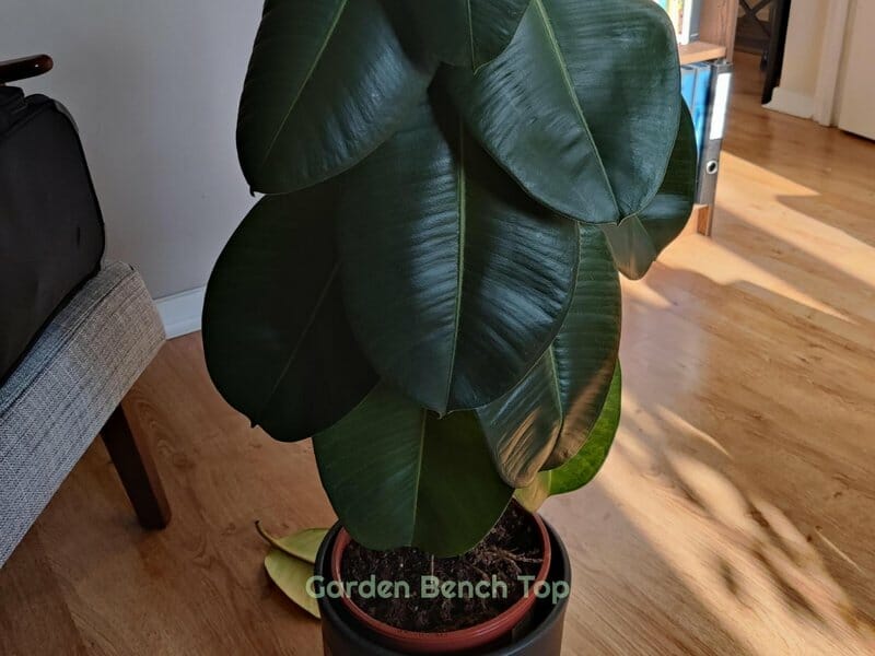 droopy rubber plant leaves
