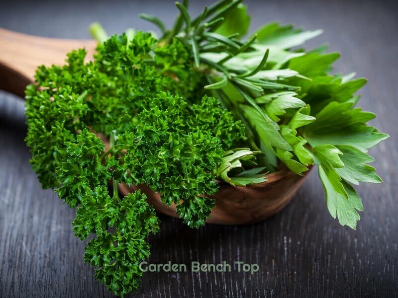 eating parsley on chopping board