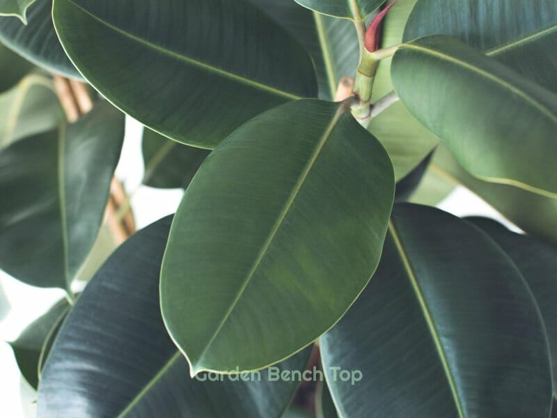 ficus plant leaves