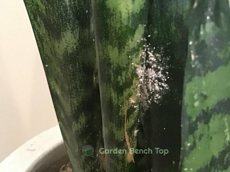 snake plant disease powdery mildew