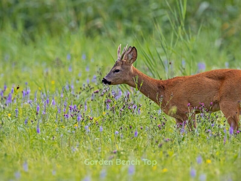 irish spring soap keeps deer away