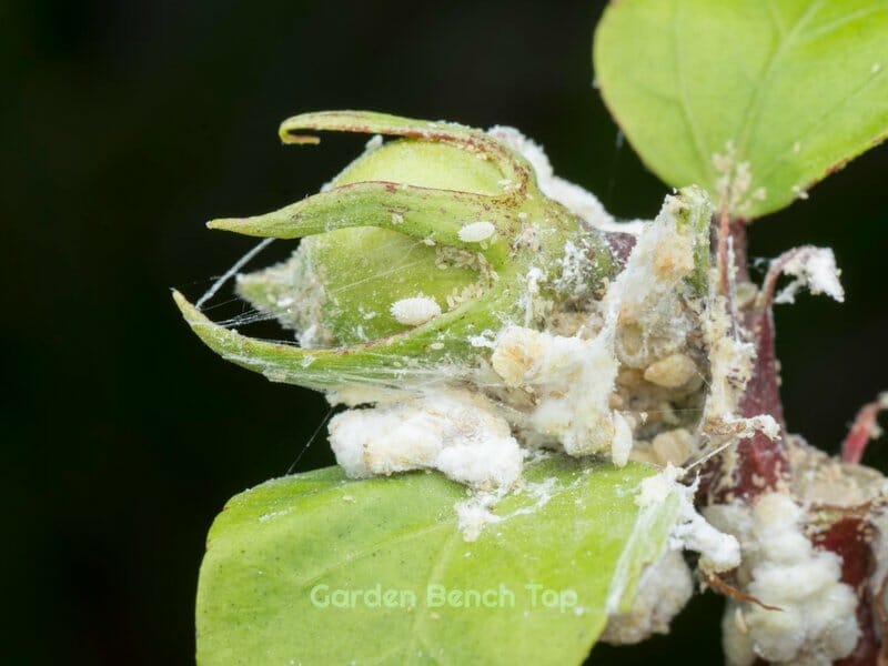 mealy bug infestation on plant