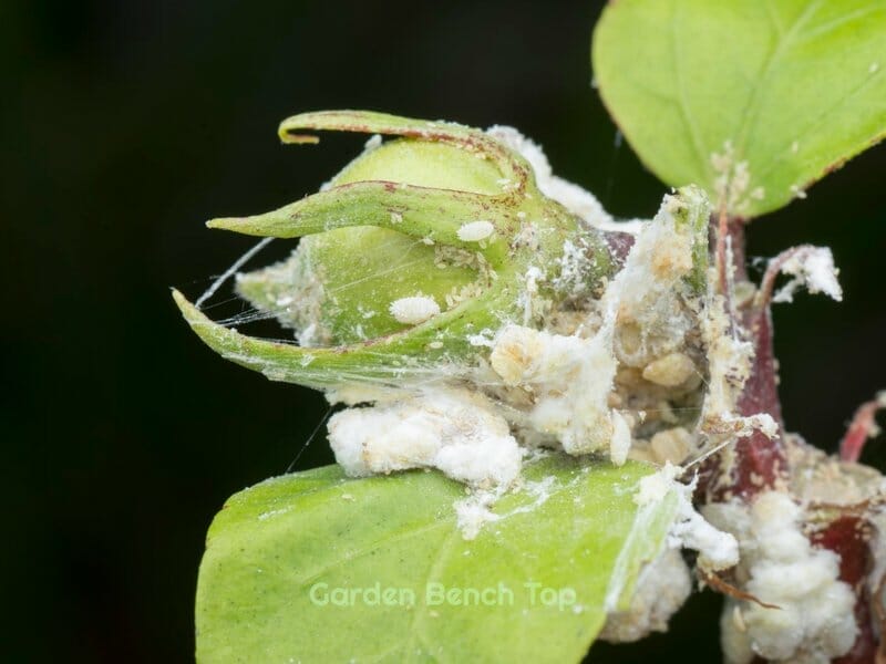 mealybug infestation on plant
