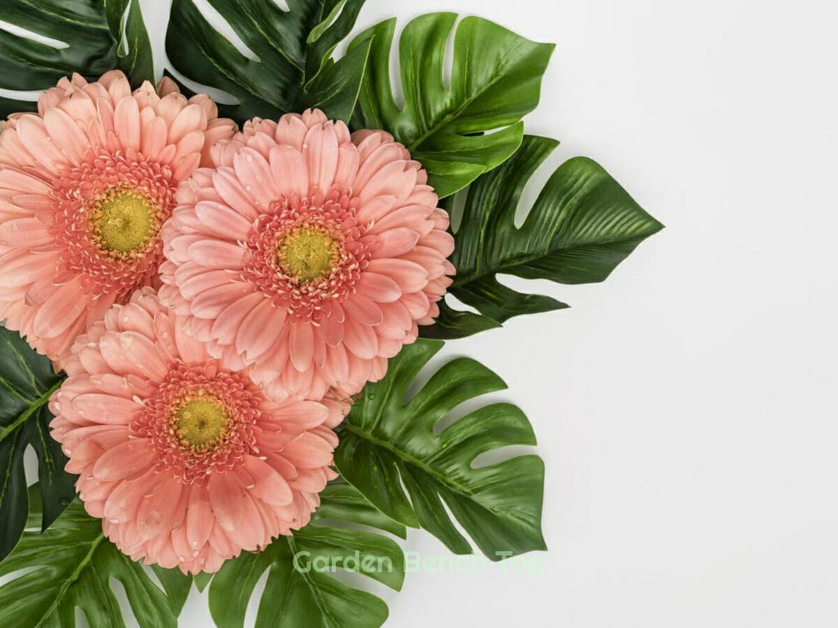 broken-monstera-stem-complete-guide-for-damaged-leaves-stems