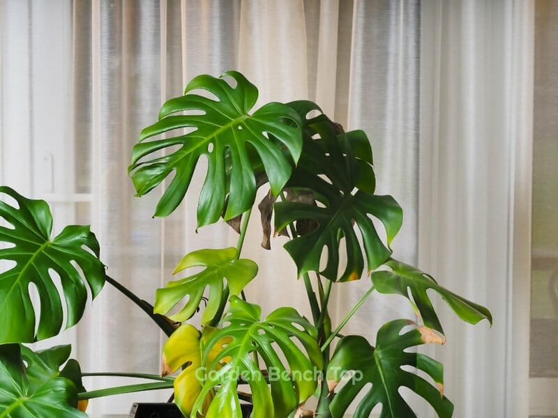 monstera plant