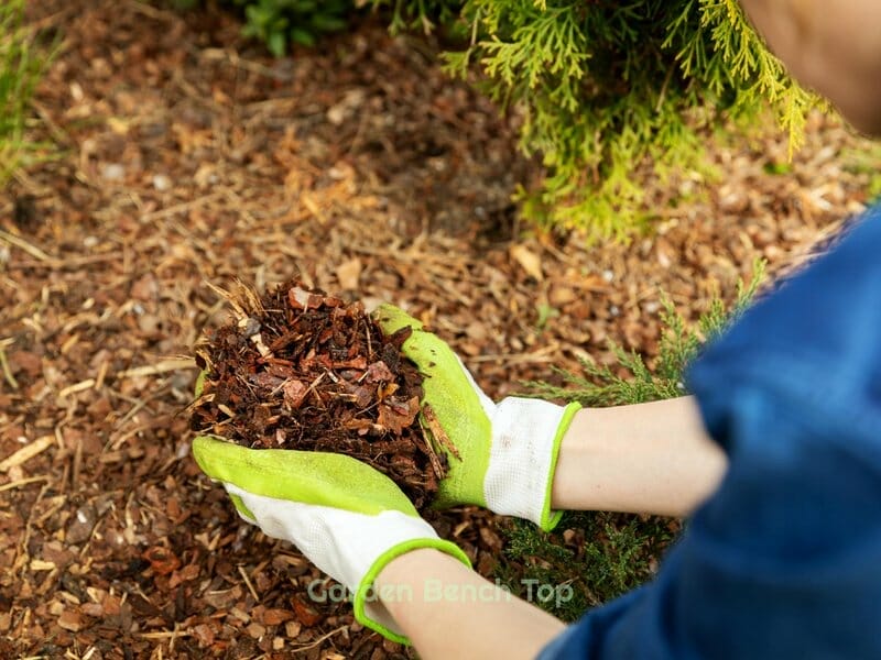 mulching your eucalyptus