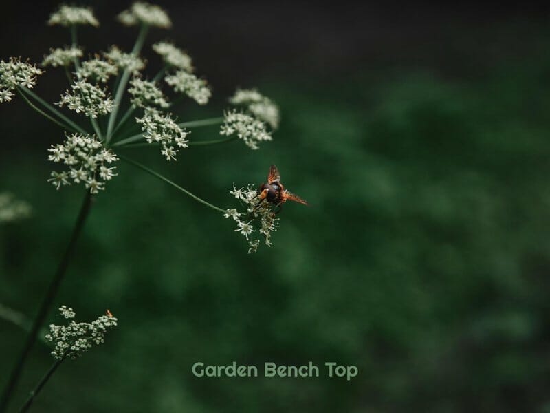 parsley flower