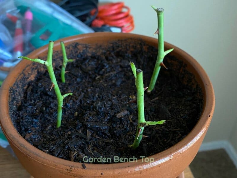 planted rose cuttings