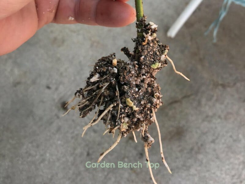 rooted rose cutting